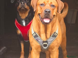 Mixed Breed dogs Farm dogs due. Rottweiler & dogue de bordeaux - Advert 1