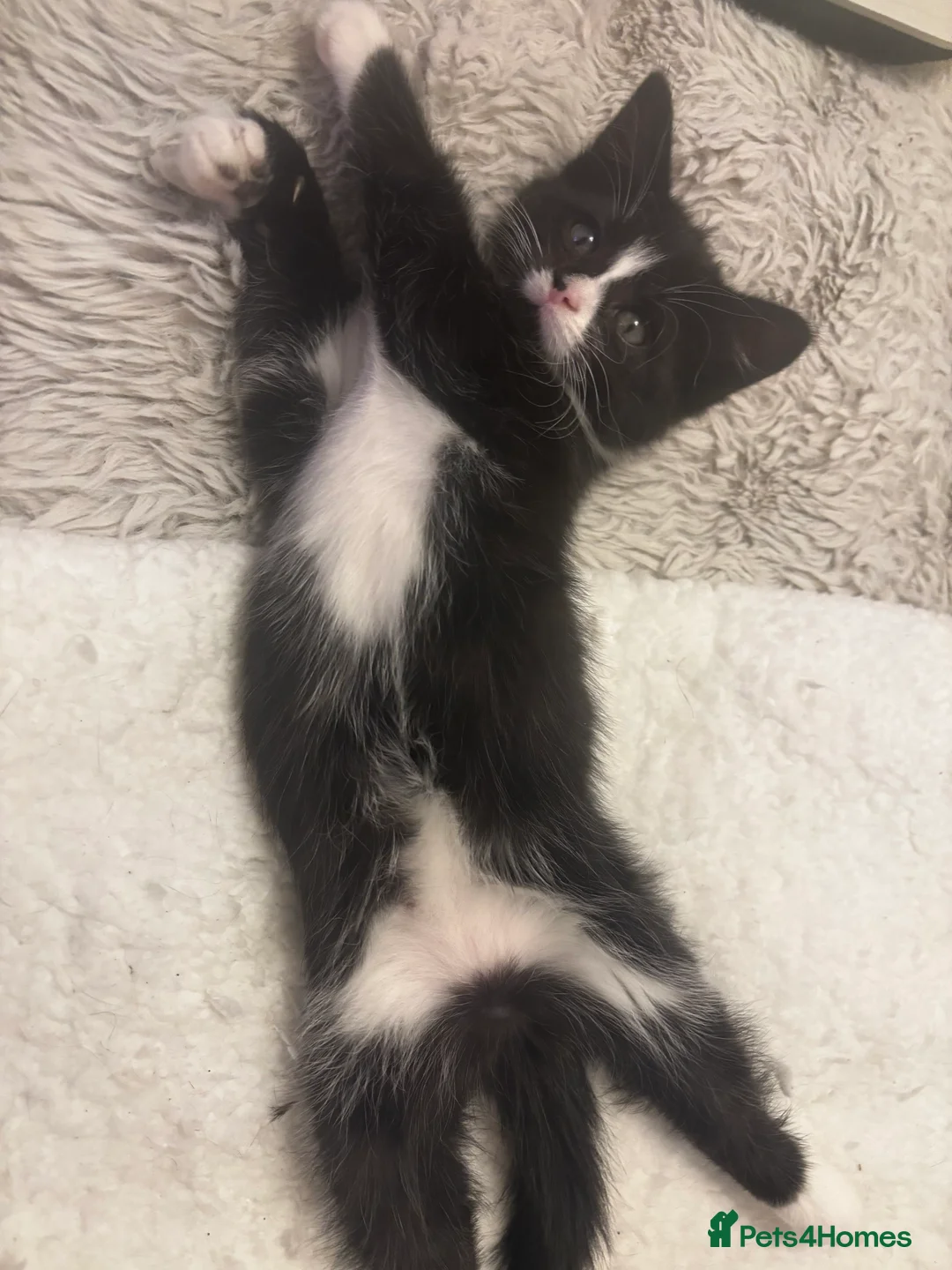 Mixed Breed cats for sale: Fluffy, playful kittens - Advert 4