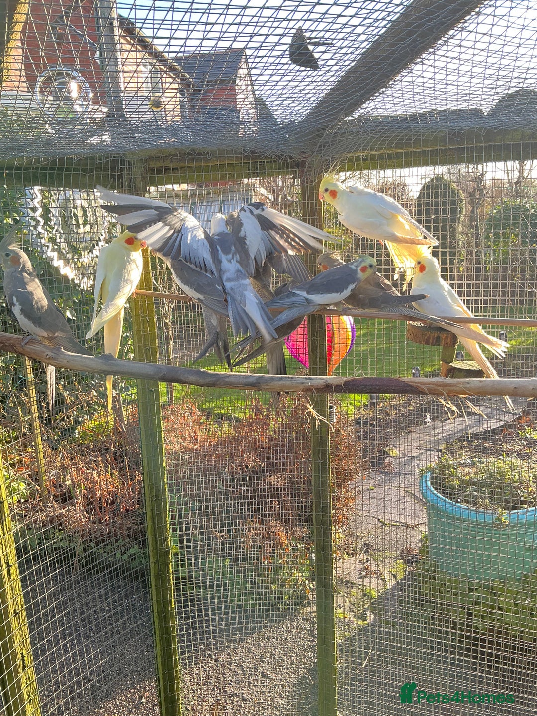 Cockatiels birds for sale: Cockertiels - Advert 3