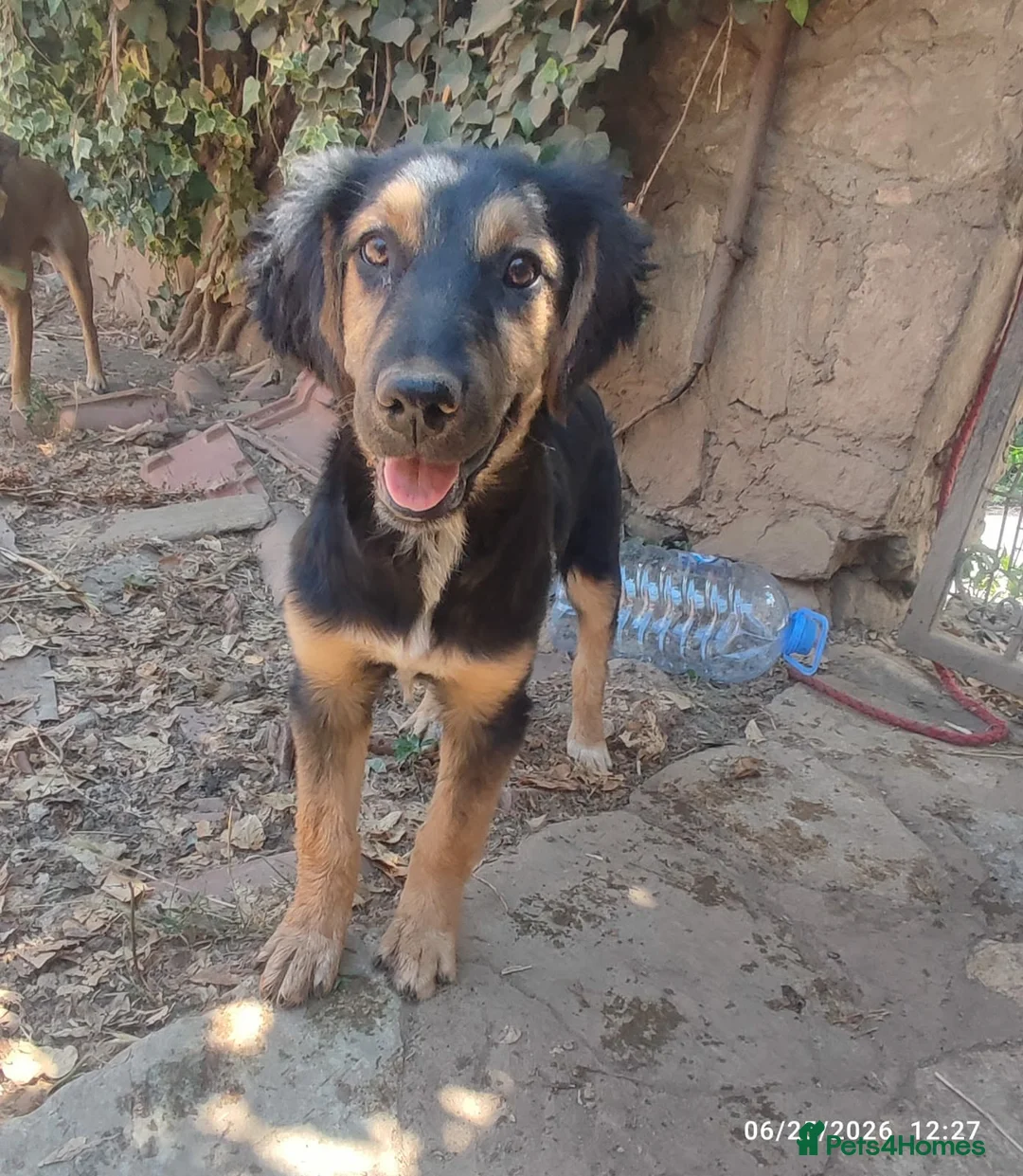 Mixed Breed dogs for adoption: Mika 5 months small medium Macedonia rescue  in Newmarket - Advert 2