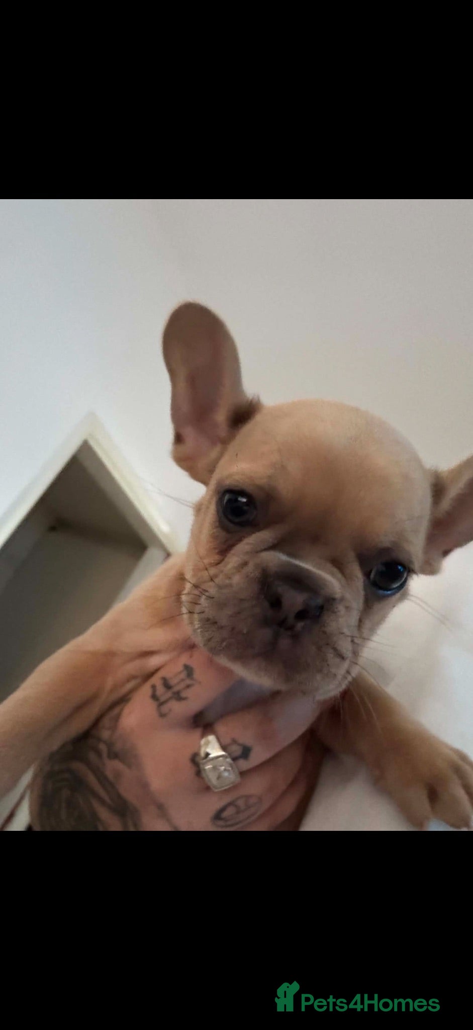 French Bulldog dogs French bulldog puppies 🐶 Ready now  - Advert 10
