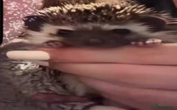 Pygmy Hedgehog rodents for sale: Pygmy hedgehog ( 9 months) - Image 10