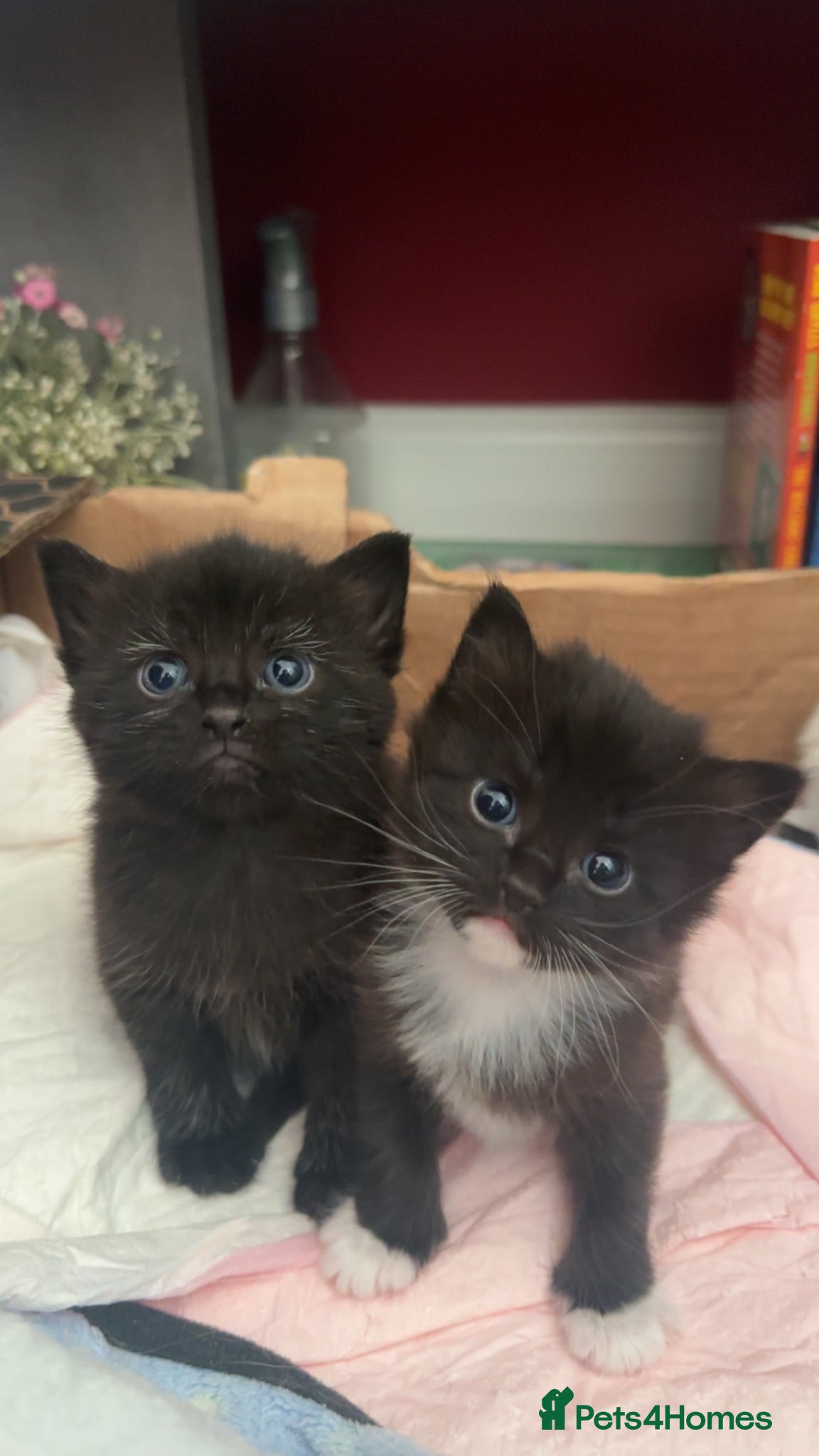 Mixed Breed cats Mixed Breed Siamese Kittens - Advert 5