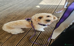 Cavachon dogs for sale: 3 year old Cavachon  - Image 4