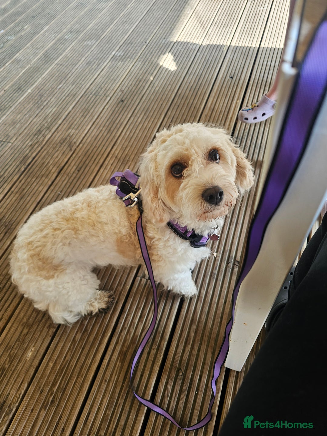 Cavachon dogs for sale: 3 year old Cavachon  - Image 4