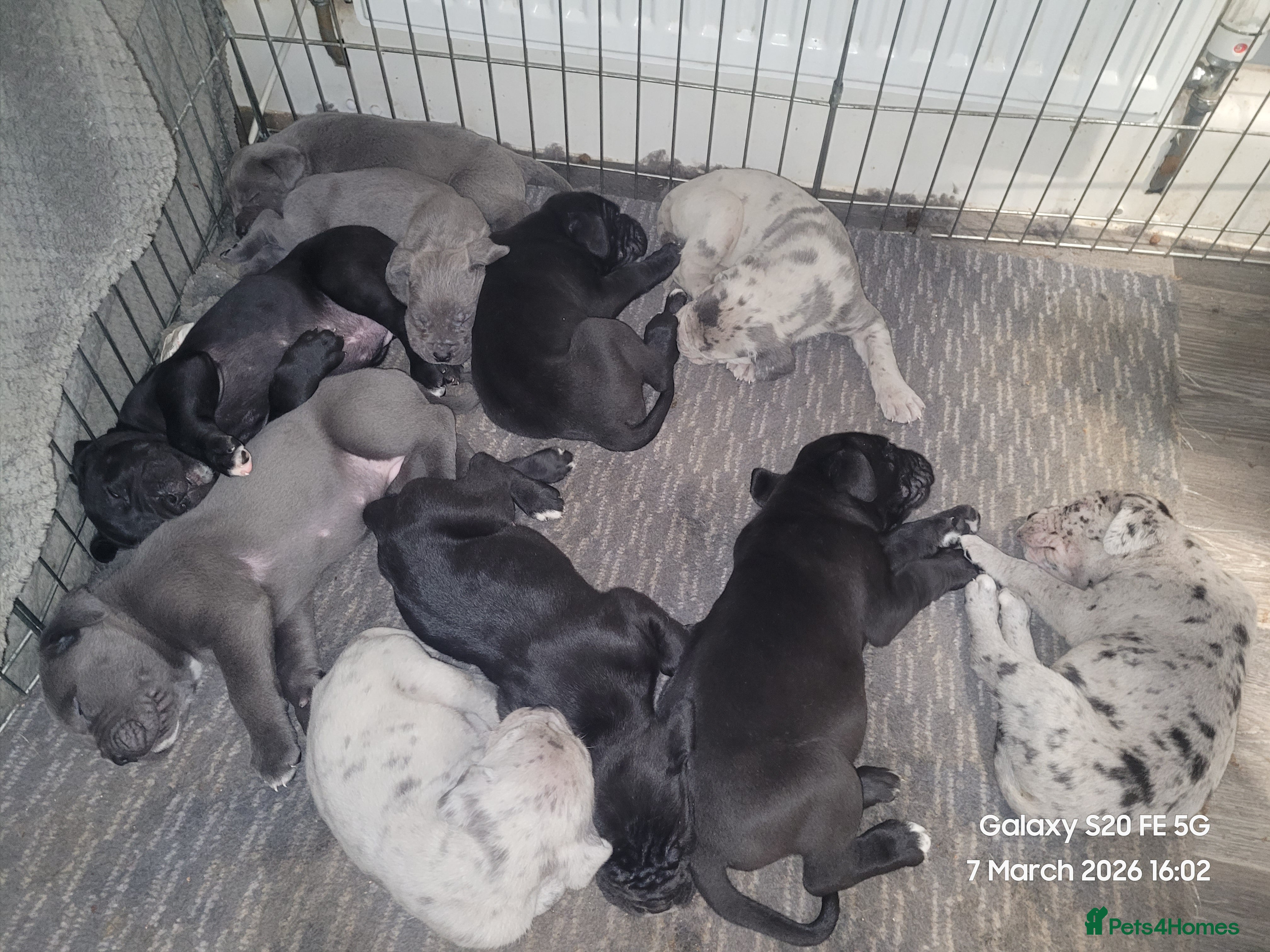 Cane Corso dogs Look stunning merle,black,blue corso - Advert 2