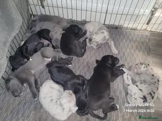 Cane Corso dogs Look stunning merle,black,blue corso - Advert 4