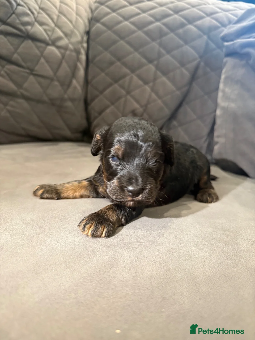 Cockapoo dogs for sale: Beautiful black & tan F1 cockapoo girl - Advert 2