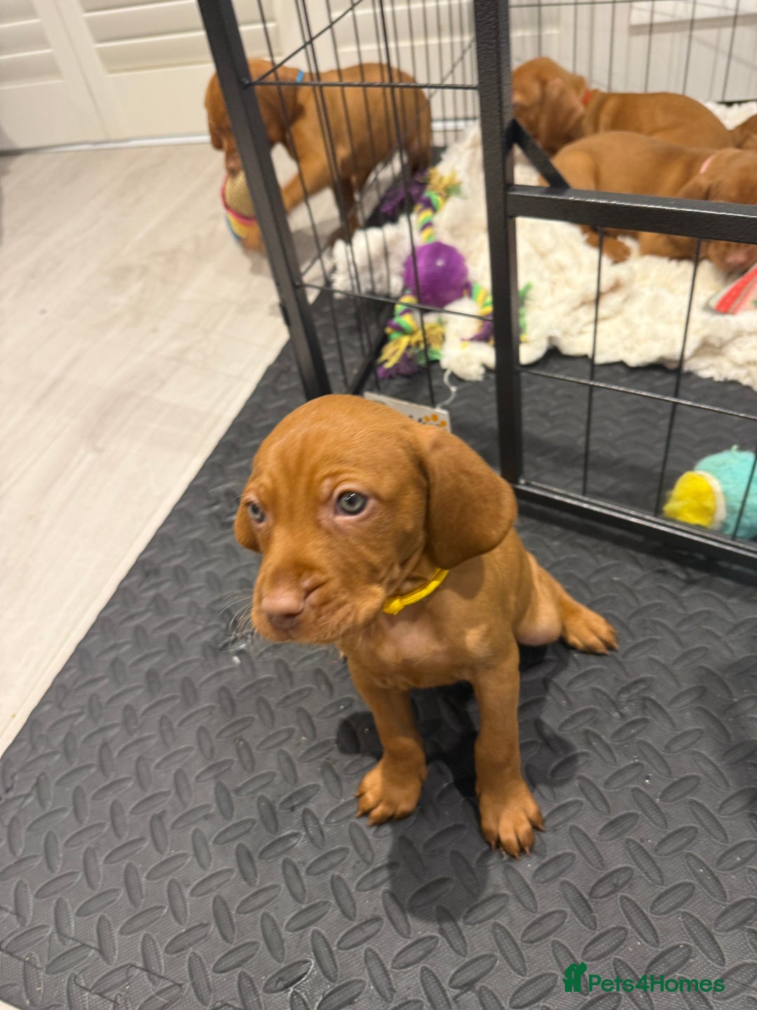 Hungarian Vizsla dogs for sale: Hungarian Vizsla Puppies – Prime Pedigree - Advert 8