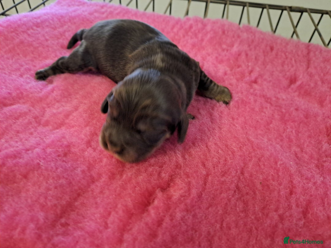 Cocker Spaniel dogs for sale: Quality Show Cocker Spaniel Puppies  - Advert 7