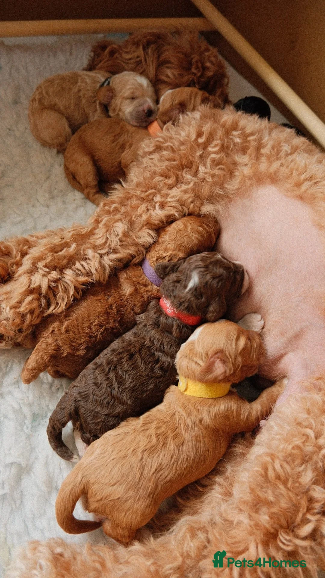 Cockapoo dogs for sale: 🐶 Adorable Cockapoo Puppies Available 🐶 - Advert 1
