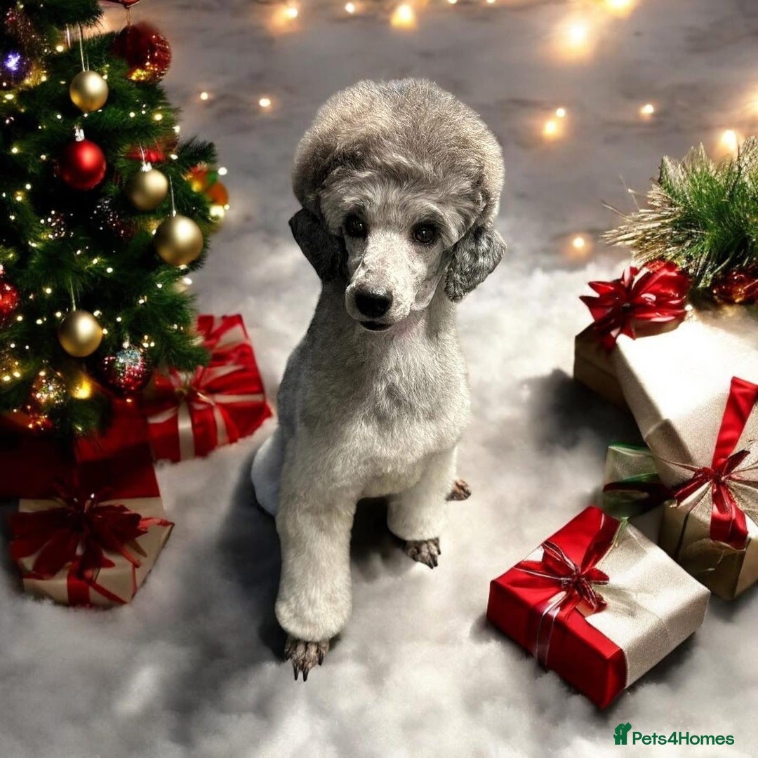 Miniature Poodle dogs for sale: OUTSTANDING SILVER MINI POODLES BEST IN 🇬🇧  - Advert 5