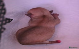 Chihuahua dogs for sale: EXCELLENT BLOODLINE SMOOTHCOAT CHIHUAHUA PUPPIES - Image 14