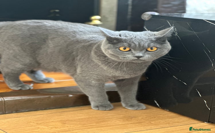 British Shorthair cats - Advert 2