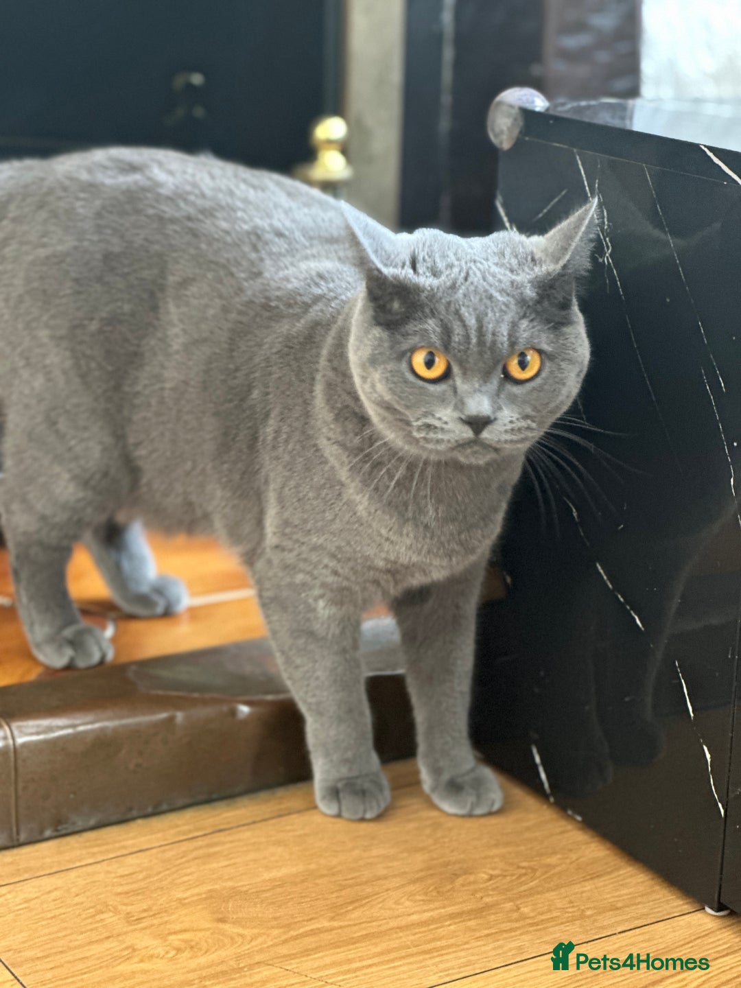 British Shorthair cats for sale: British short hair cat - Image 1