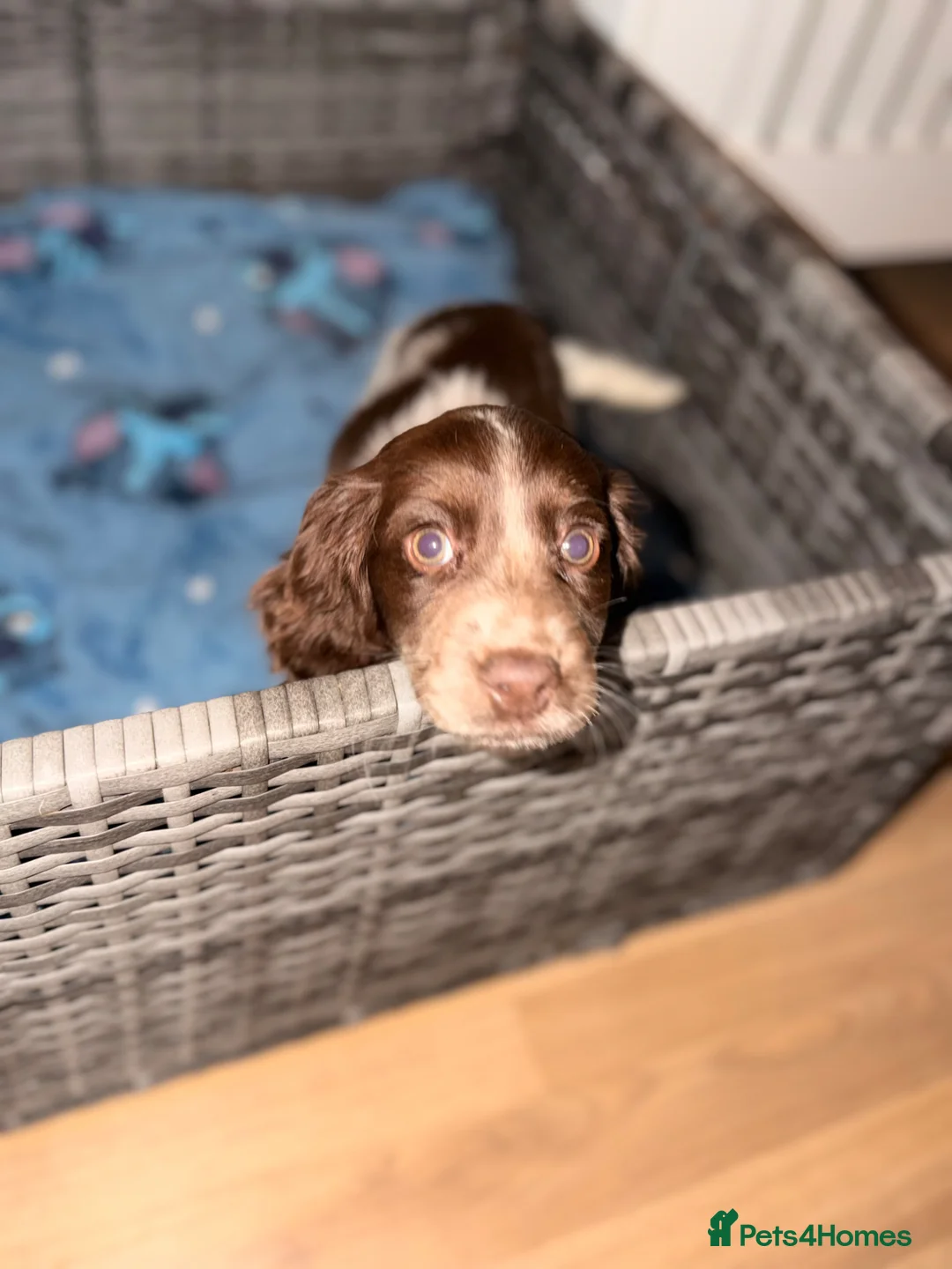 Sprocker dogs for sale: Sprocker Spaniel  in Telford - Advert 5