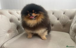 Pomeranian dogs for sale: Unique, extremely rare Pomeranian puppies ✨ - Image 15