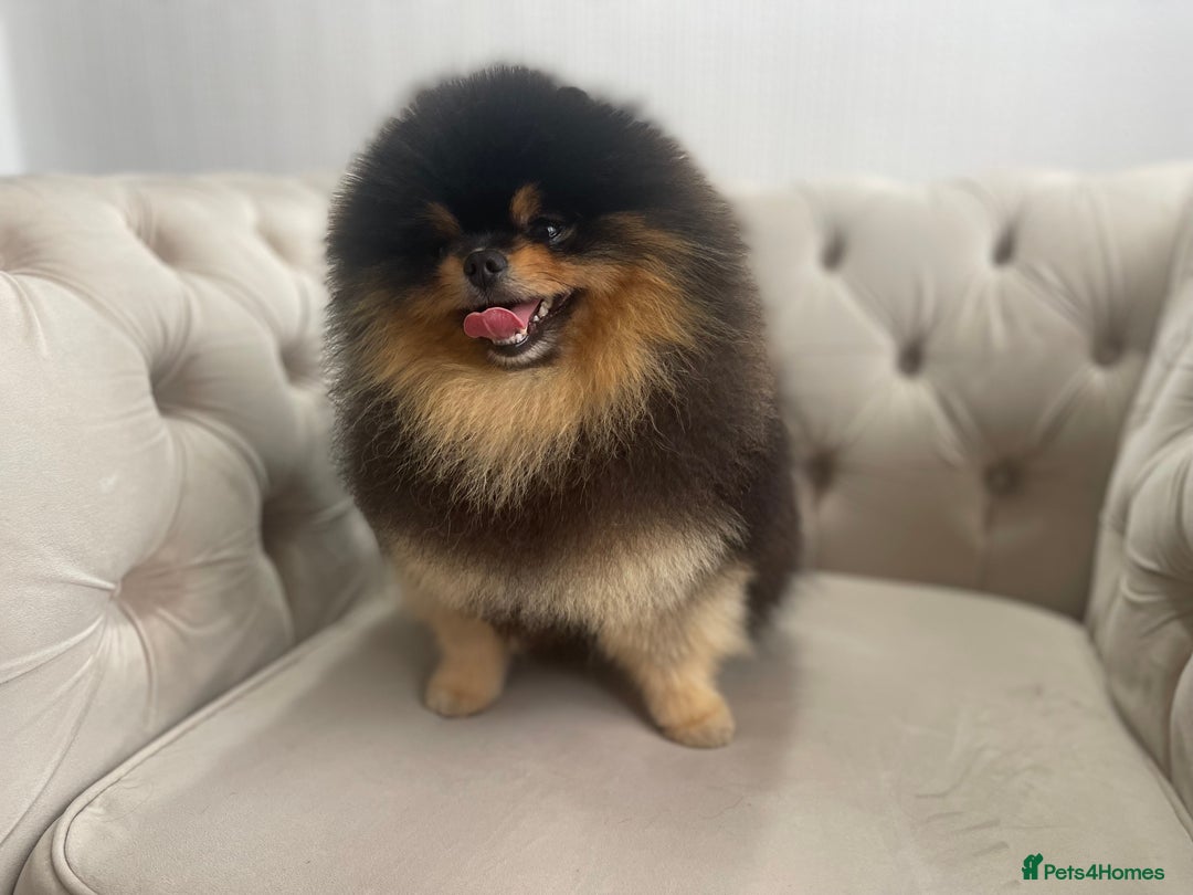 Pomeranian dogs for sale: Unique, extremely rare Pomeranian puppies ✨ - Image 15