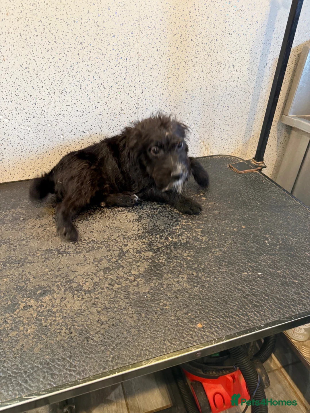 Patterdale Terrier dogs for sale: Patterdale female available  - Advert 2