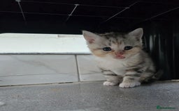 British Shorthair cats for sale: Adorable British Shorthair Kittens–Ready for Home! - Image 3