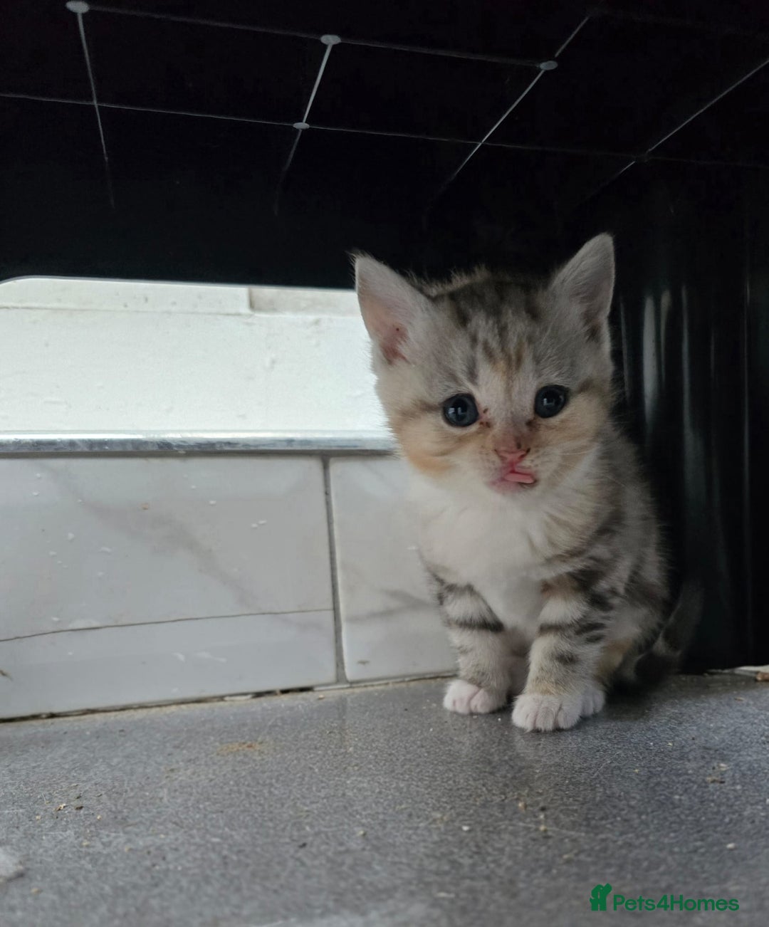 British Shorthair cats for sale: Adorable British Shorthair Kittens–Ready for Home! - Image 3