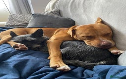 Mixed Breed dogs for sale: 3 yr old staff x bitch  - Image 5