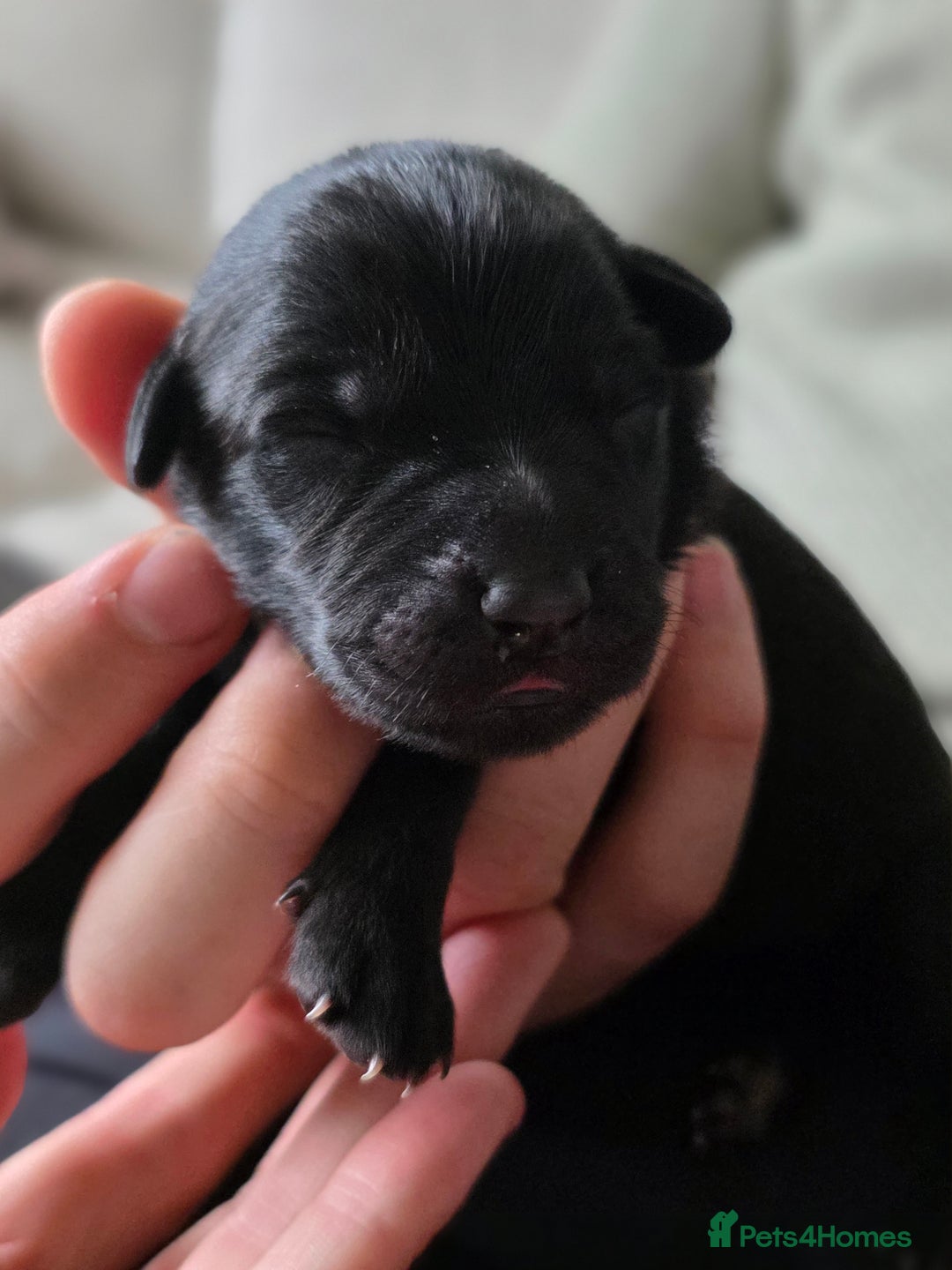 Mixed Breed dogs for sale: Sheprador Puppies - Image 15
