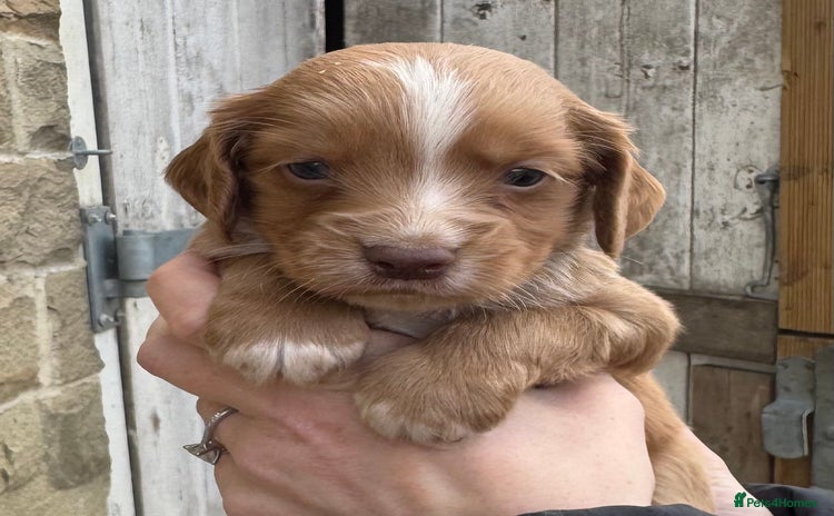 Cocker Spaniel dogs - Advert 14