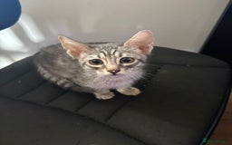 Mixed Breed cats for sale: Beautiful kittens for sale  - Image 5