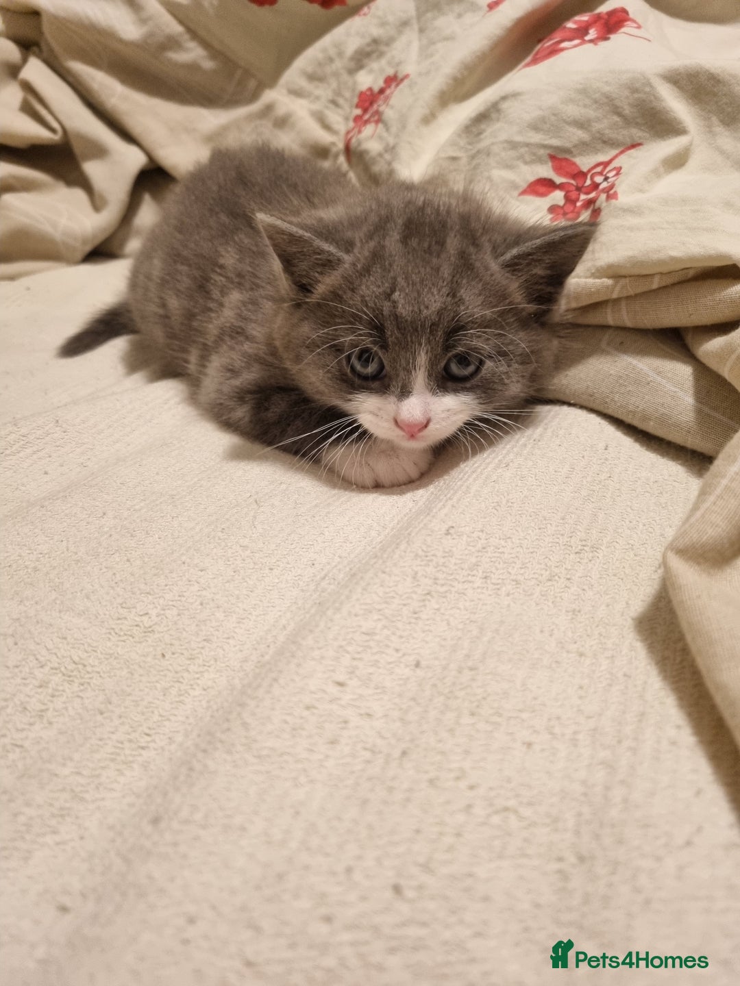 RagaMuffin cats for sale: Gorgeous RagamuffinX  - Advert 8