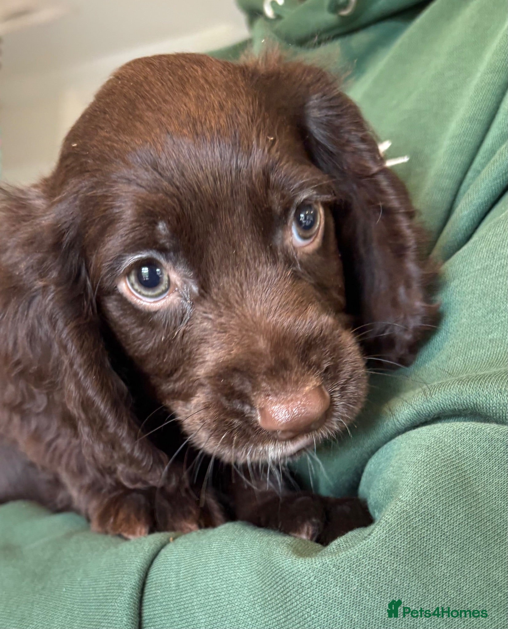 Cocker Spaniel dogs Beautiful cocker spaniel puppies  - Advert 6