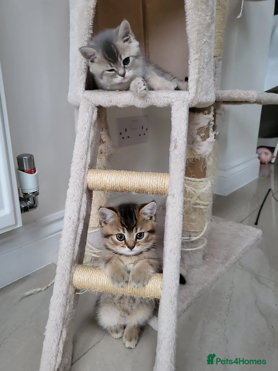 British Shorthair cats for sale:          BRITISH SHORTHAIR - Advert 3