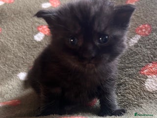 Maine Coon cats Maine coon x BSH babies - Advert 15