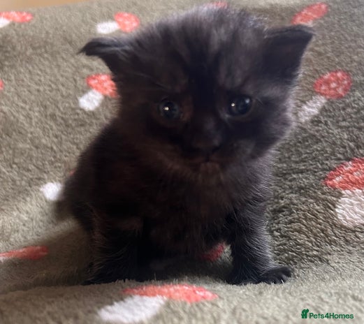 Maine Coon cats Maine coon x BSH babies - Advert 3