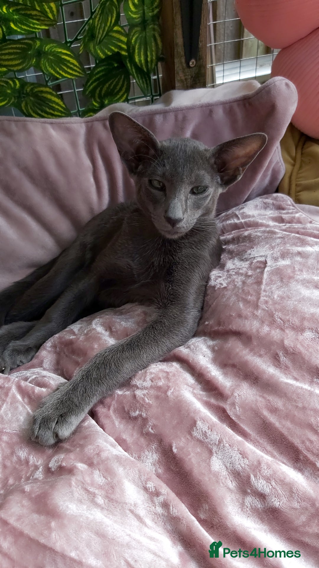 Oriental cats for sale: Full Pedigree Oriental 1 Kitten XL size ears GCCF - Image 18