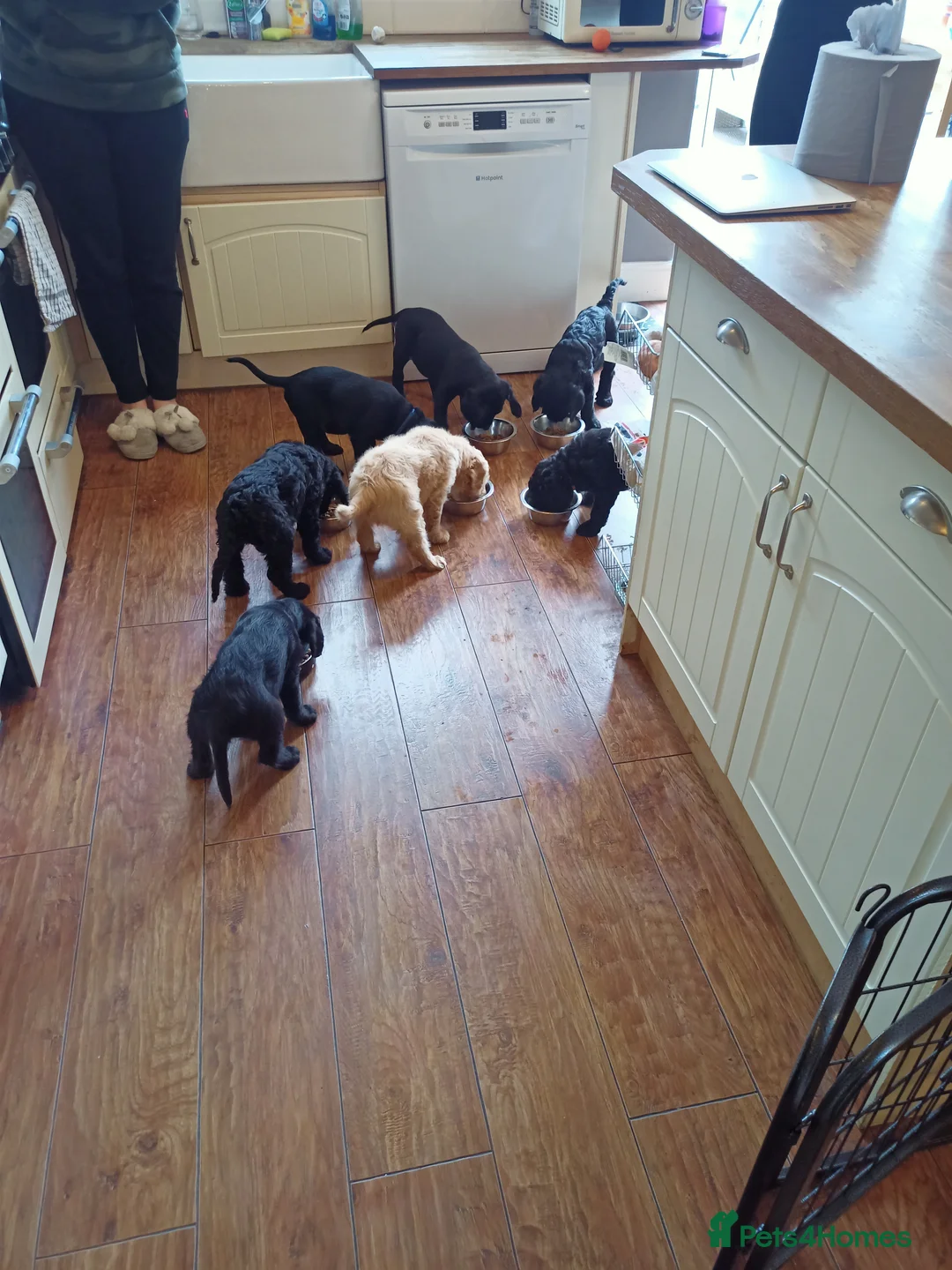 Labradoodle dogs for stud: F1 Labradoodle For Stud. in Reading - Advert 8