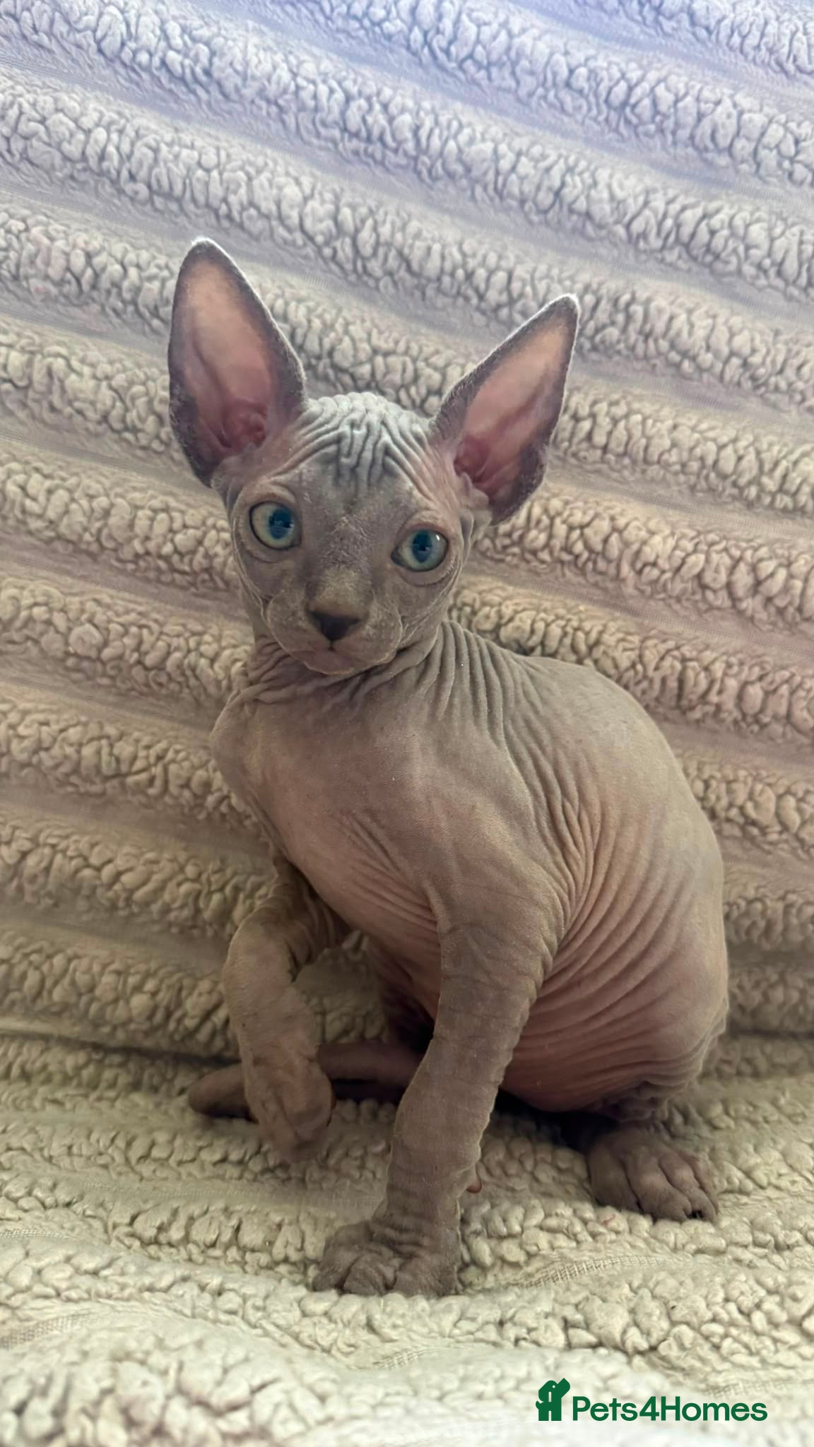 Sphynx cats Sphinx kittens available  - Advert 1