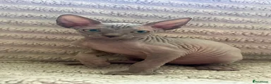 Sphynx 2
