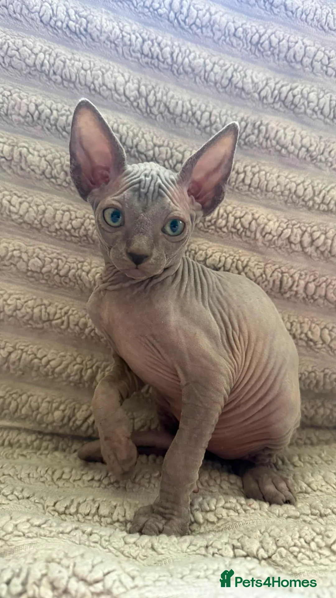 Sphynx cats for sale: Sphinx kittens available  in Aberdeen - Advert 1