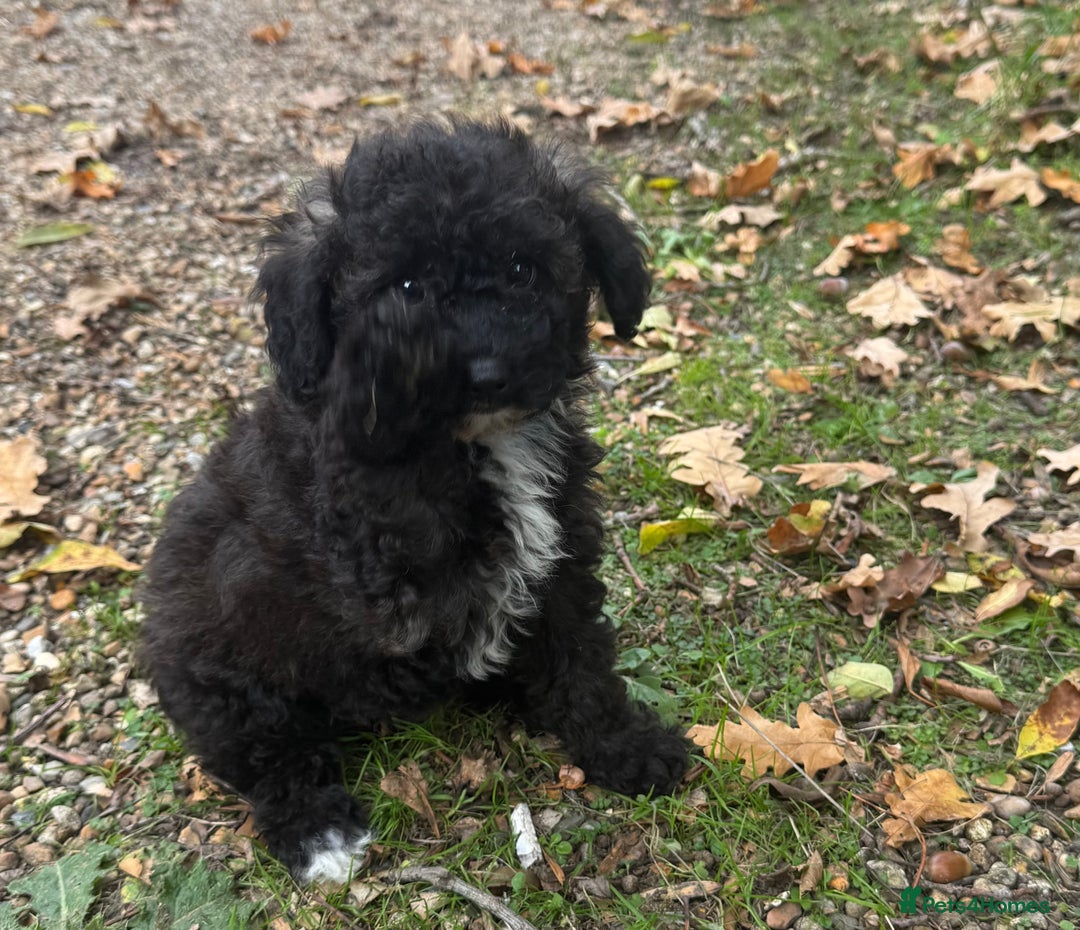 Poochon dogs for sale:  F1b poochon pups health tested parents licensed  - Image 6