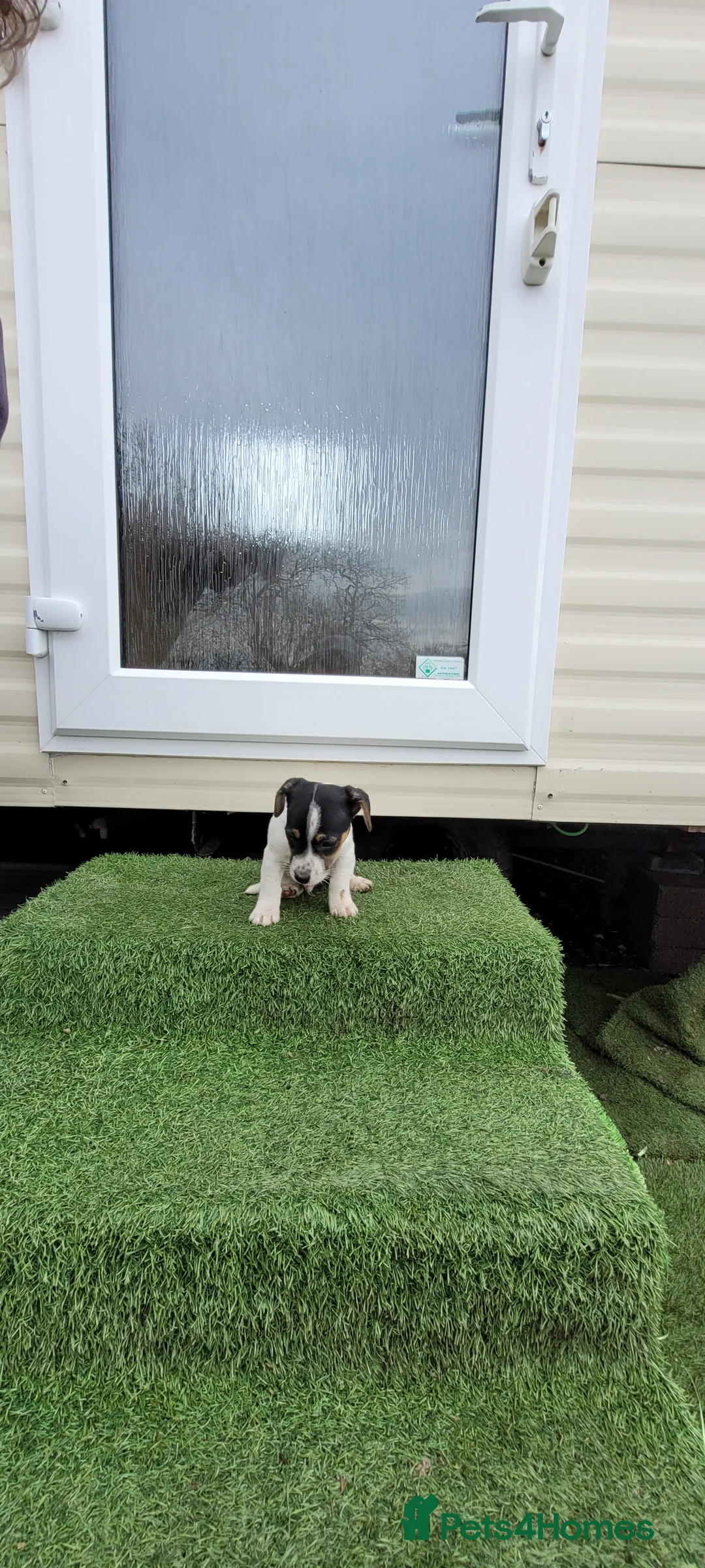 Jack Russell dogs for sale: Old fashioned short legged Jack russel pups!!! - Advert 4