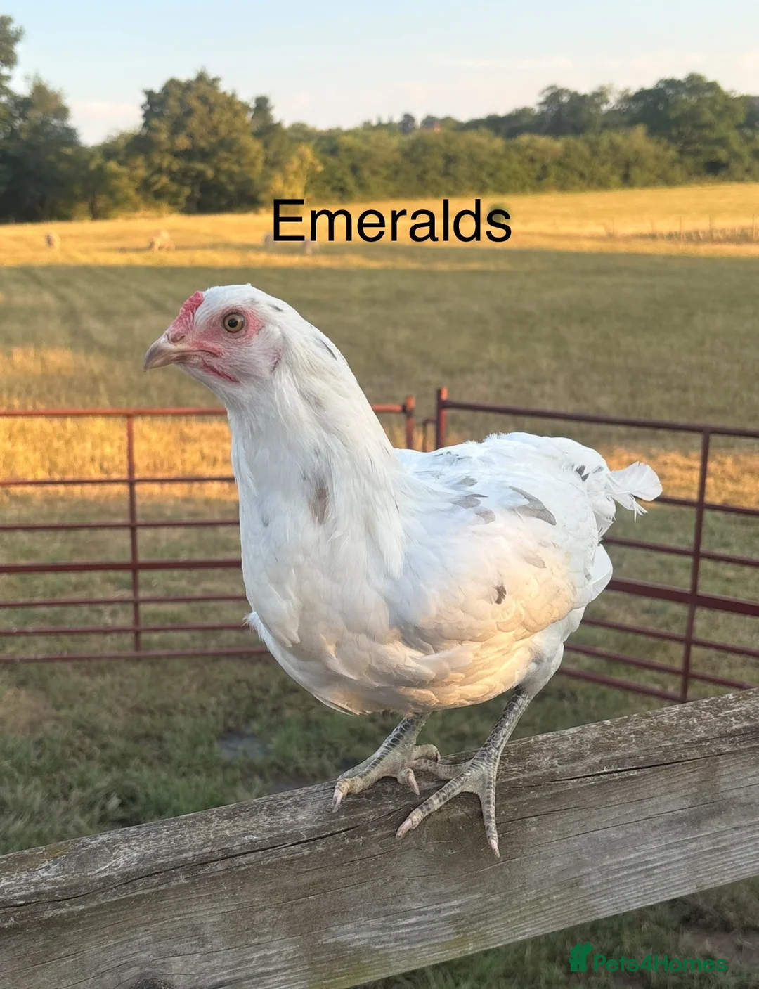 Chickens poultry for sale: Point of Lay Hybirds for Sale! 🐓  in Worcester - Advert 1