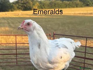 Chickens poultry Point of Lay Hybirds for Sale! 🐓 - Advert 1