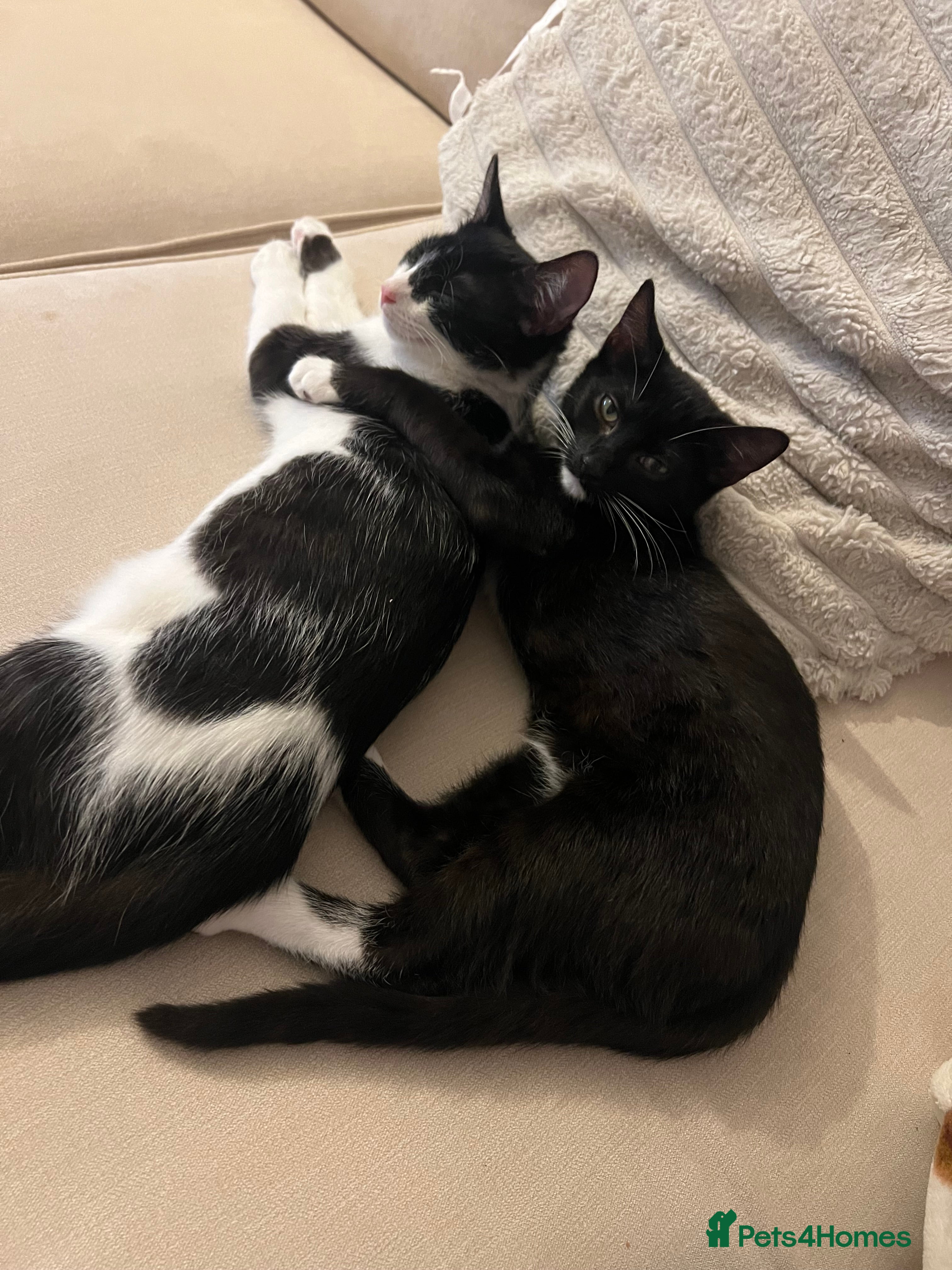 British Shorthair cats tom and jerry in Newbury - Advert 10