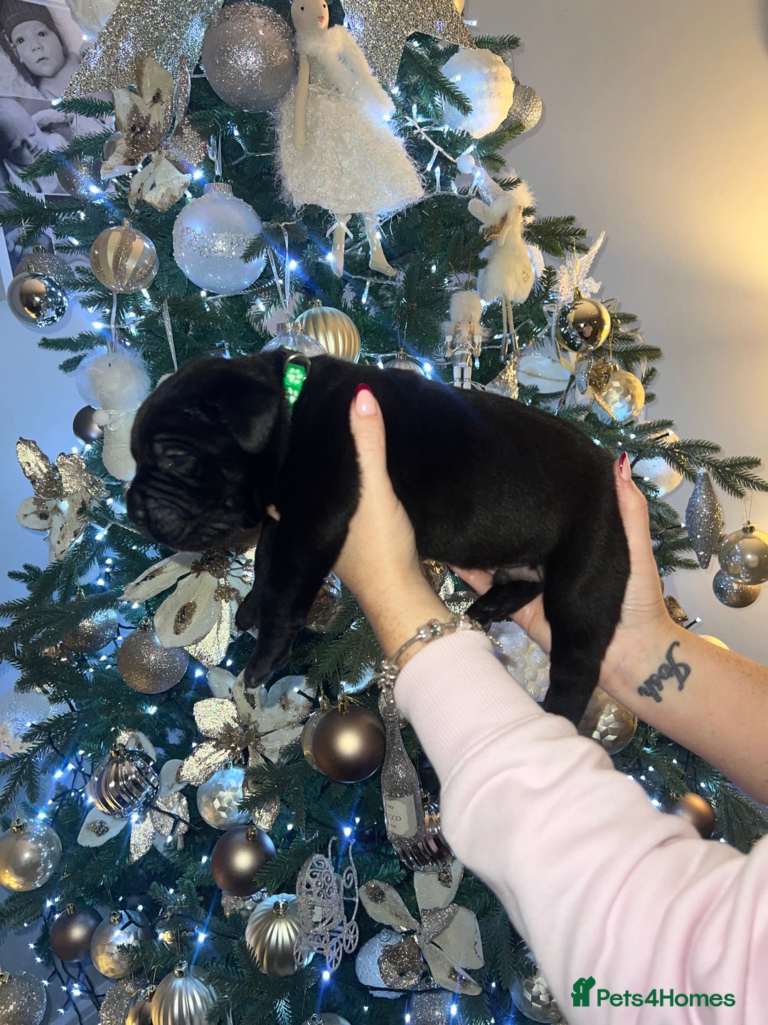 Cane Corso dogs for sale: Chunky cane corso boy pups - Advert 12
