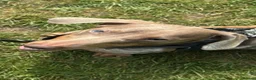 Dachshund dogs for sale: daple dachshund  - Advert 1