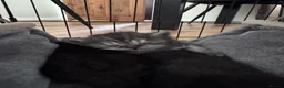 Mixed Breed cats for sale: 1/2 British shorthair kittens  - Advert 5