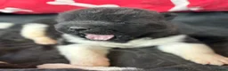 Akita dogs for sale: Quality KC registered American Akita Puppies - Advert 11
