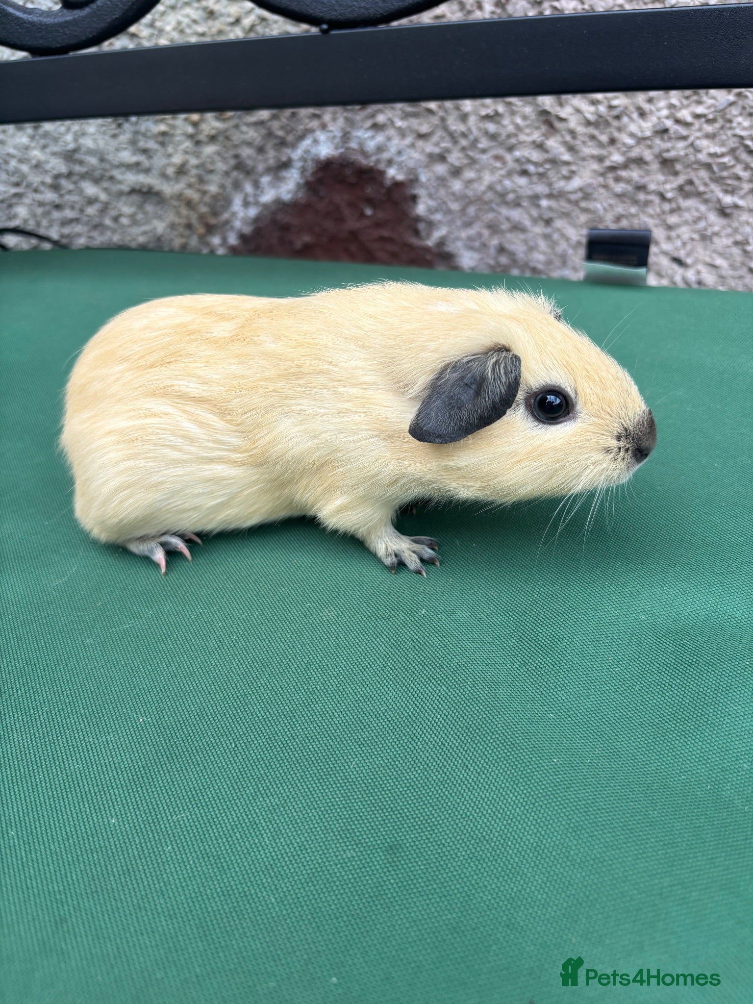 Guinea Pig rodents Baby guinea pigs  - Advert 2