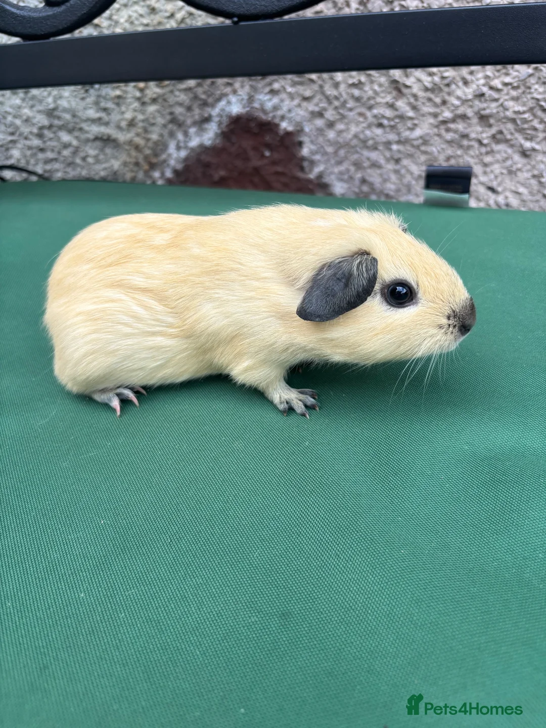 Guinea Pig rodents for sale: Baby guinea pigs  - Advert 2